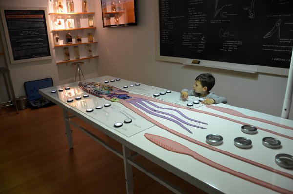 Teo en el Museo del Calamar Gigante de Luarca