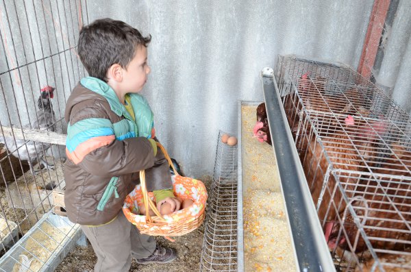 Teo recogiendo huevos en la Granja La Cuesta de Santa Marina